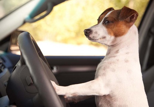 Dog Enjoying a Car Ride