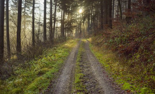 Forest Path at Sunrise, Kaltenbrunn, Naturpark Neckartal-Odenwald, Baden-Wurttemberg, Germany