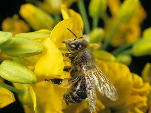 energy diesel fuel breaks down flower smells honeybees