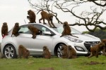 hyundai durability testers monkey around