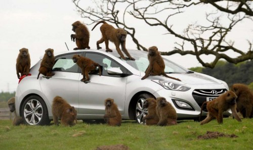 hyundai durability testers monkey around