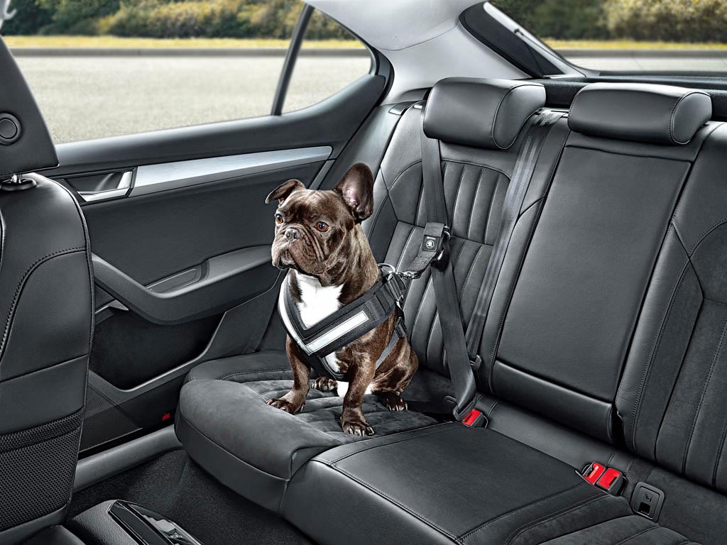 Skoda Launches Seatbelt for Dogs and Other Practical Accessories