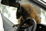 hyundai durability testers monkey around