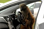 hyundai durability testers monkey around