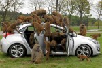 hyundai durability testers monkey around