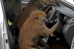 hyundai durability testers monkey around