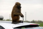 hyundai durability testers monkey around