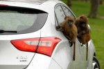 hyundai durability testers monkey around